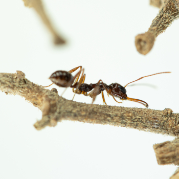 Preview: Myrmoteras opalinum (trap-jaw)